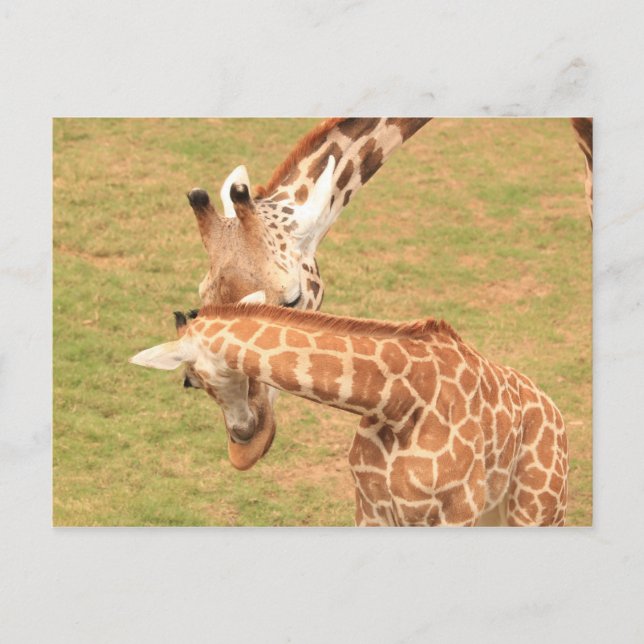 Carte Postale Girafe bébé et mère #3 (Devant)