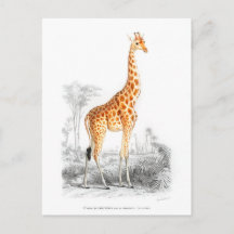 Girafe - Charles Dessalines dOrbigny art vintage