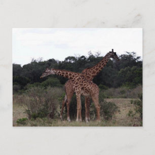 Carte Postale girafe cou croisé