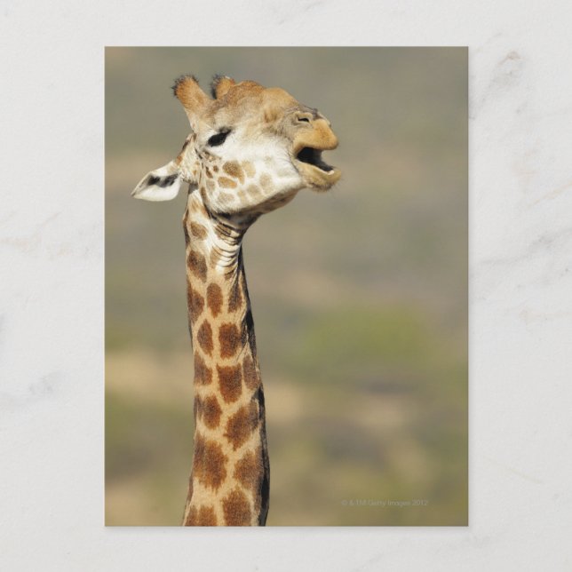 Carte Postale girafe d'Afrique australe (Giraffa camelopardalis (Devant)