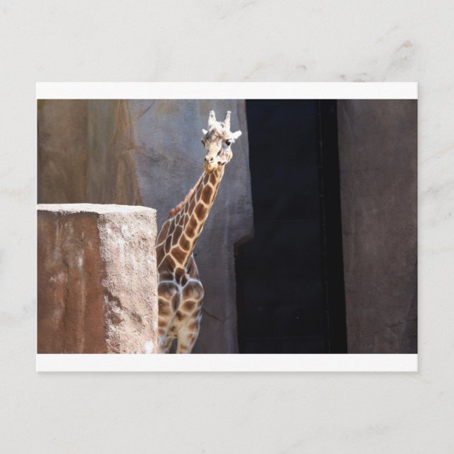 Carte Postale girafe de Peek-a-boo (Devant)