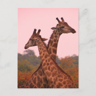 Carte Postale Girafe debout dans les mopani avec ciel rose