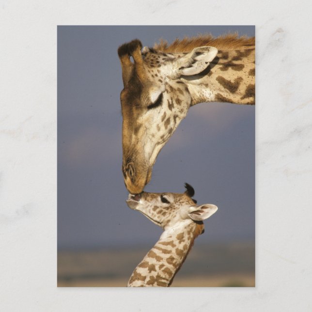 Carte Postale Girafe embrassant un bébé girafe (Devant)