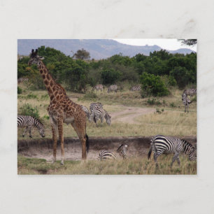 Carte Postale girafe et zèbre