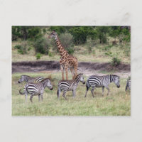 girafe et zèbres
