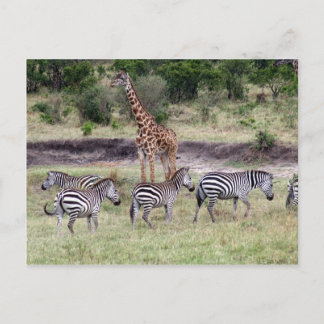 Carte Postale girafe et zèbres