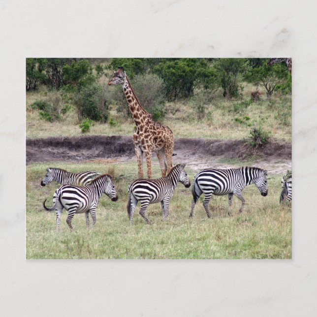 Carte Postale girafe et zèbres (Devant)