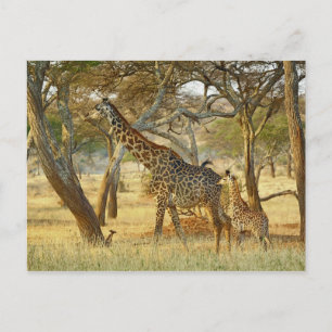 Carte Postale Girafe femelle adulte et juvénile, Giraffa