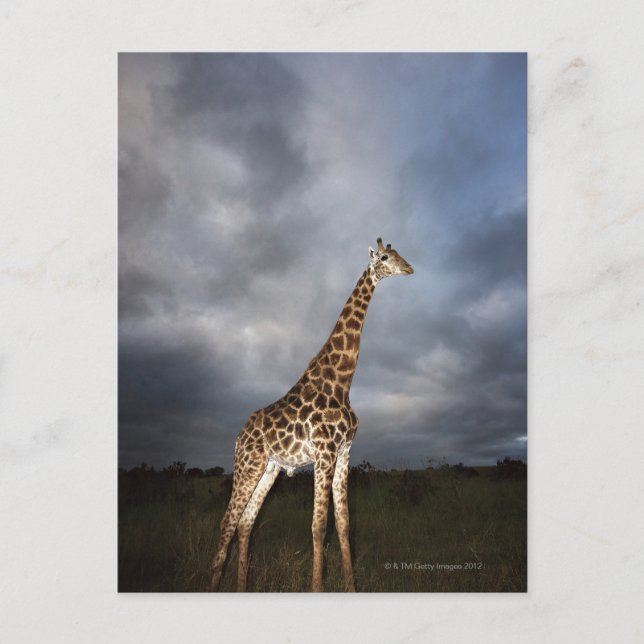 Carte Postale Girafe (Giraffa camelopardalis) (Devant)