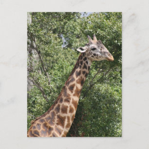 Carte Postale girafe long cou