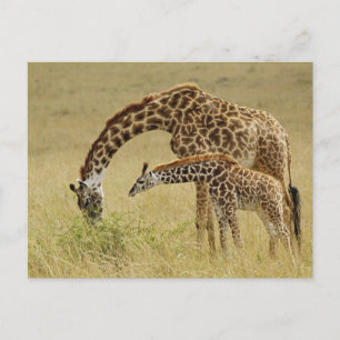 Carte Postale Girafe maasaï mère et bébé, Giraffa