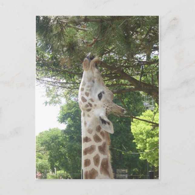 Carte Postale Girafe mangeant la feuille (Devant)