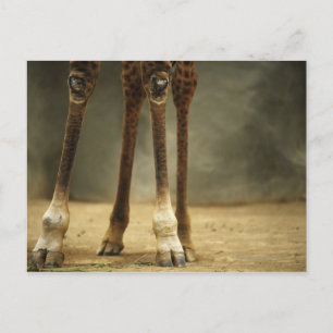 Carte Postale girafe masaï, vue sur les jambes, Giraffa