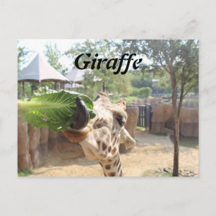 Carte Postale Girafe n° 12