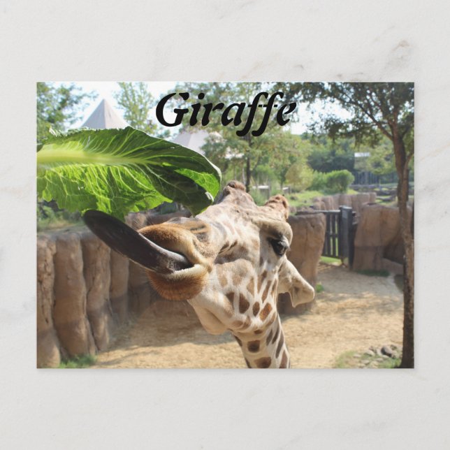 Carte Postale Girafe n° 14 (Devant)