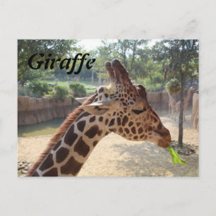 Carte Postale Girafe n° 18