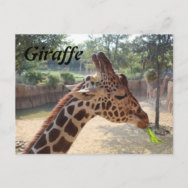 Carte Postale Girafe n° 18 (Devant)