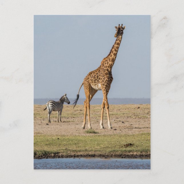 Carte Postale Girafe par un trou d'eau (Devant)