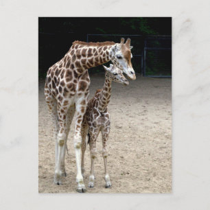 Carte Postale Girafe with child