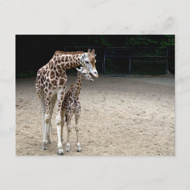 Carte Postale Girafe with child (Devant)