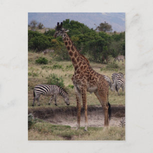 Carte Postale girafe zèbre