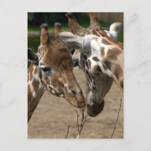 Carte Postale Girafes