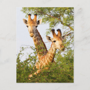 Carte Postale Girafes dépassant de la végétation