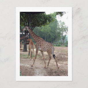 Carte Postale girafes et arbres