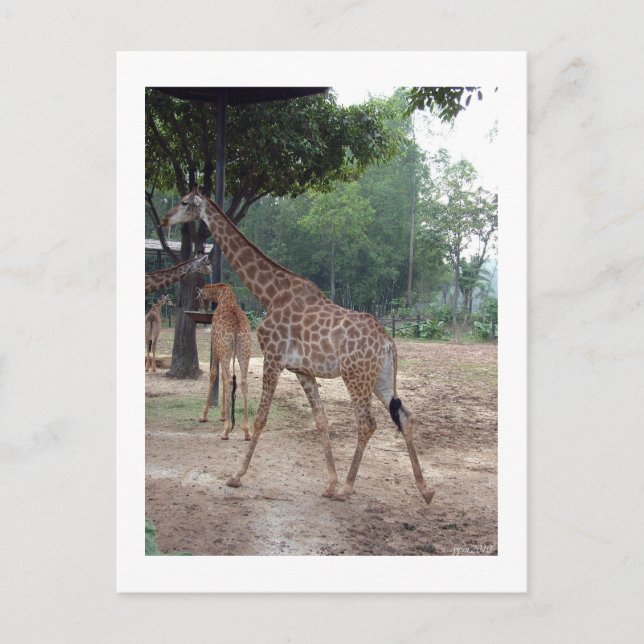 Carte Postale girafes et arbres (Devant)