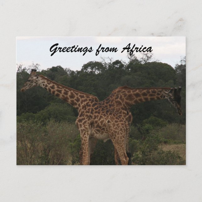Carte Postale girafes traversant l'afrique (Devant)