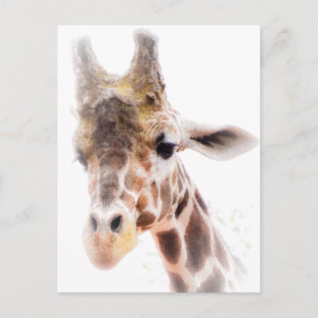 Carte postale Giraffe (Devant)