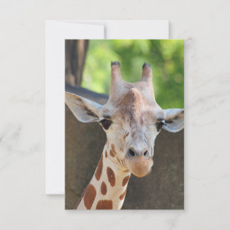 Carte postale Giraffe