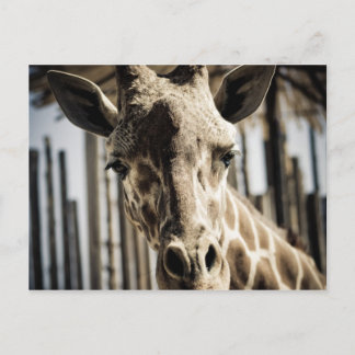 Carte Postale Giraffe