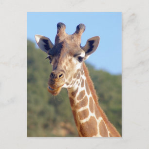 Carte postale Giraffe