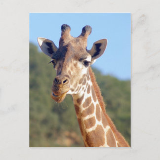 Carte postale Giraffe