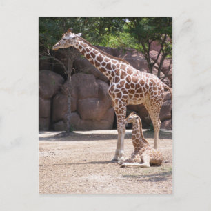 Carte Postale Giraffe