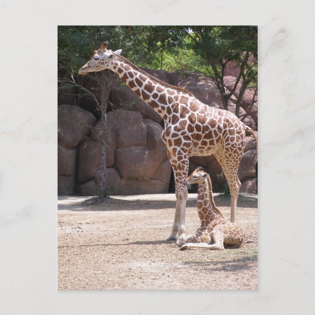 Carte Postale Giraffe (Devant)