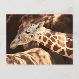 Carte postale Giraffe
