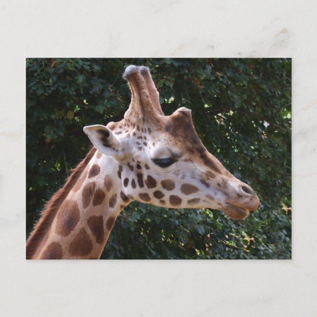Carte postale Giraffe (Devant)