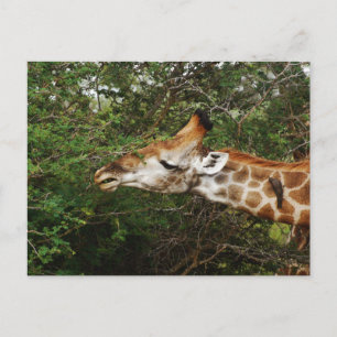 Carte Postale Giraffe