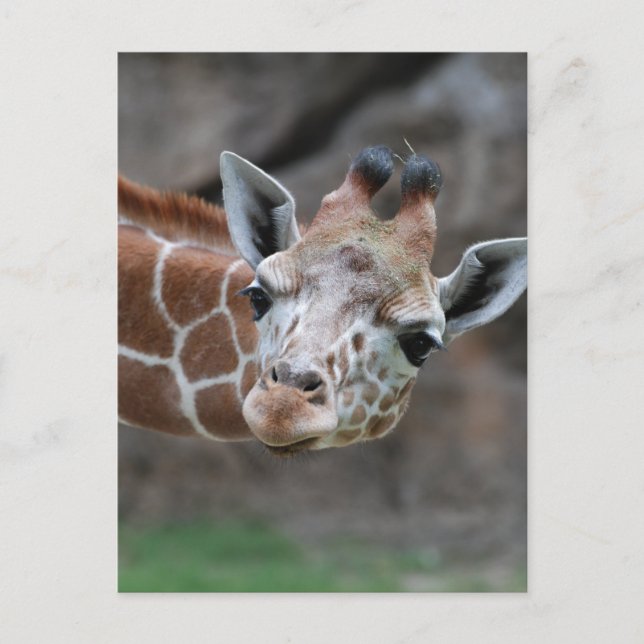 Carte postale Giraffe (Devant)