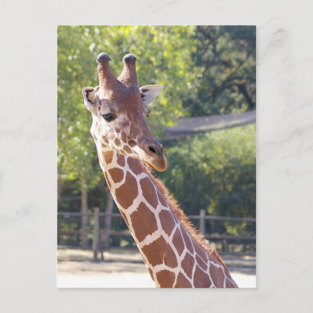 Carte postale Giraffe (Devant)
