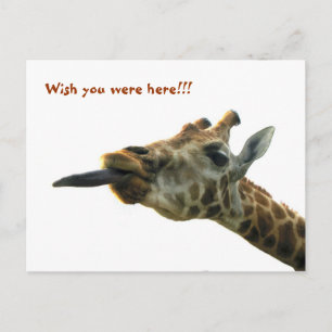 Carte postale - Giraffe