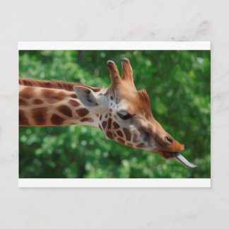 Carte Postale Giraffe