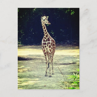 Carte postale Giraffe