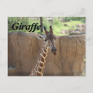 Carte Postale Giraffe # 15