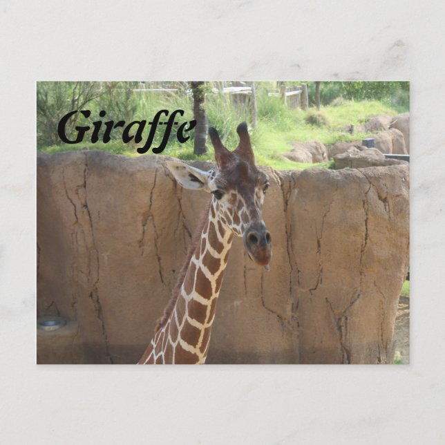 Carte Postale Giraffe # 15 (Devant)