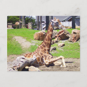 Carte postale Giraffe #3