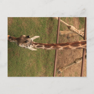 Carte Postale Giraffe #8