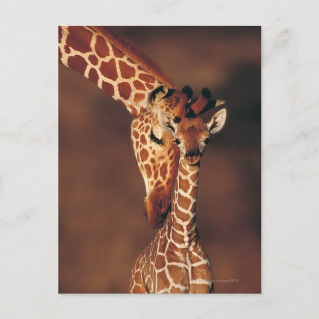 Carte Postale Giraffe adulte avec veau (Giraffa camelopardalis) (Devant)